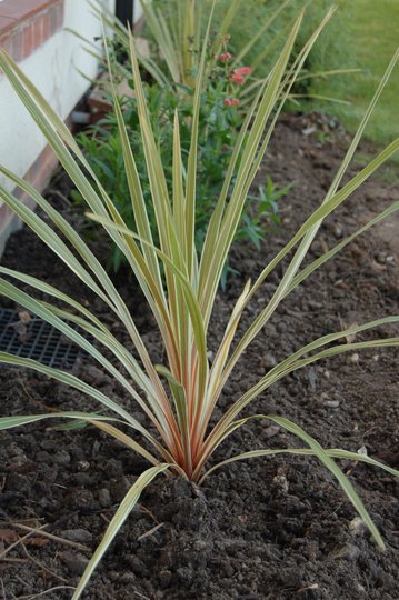 Cordyline australis (Cordyline australis)