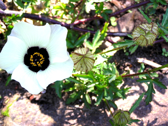 Venice Mallow (Hibiscus trionum)