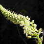 Onion_plant_flower_spike