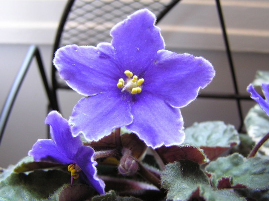 Closeup african violet