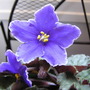 Purple_african_violet