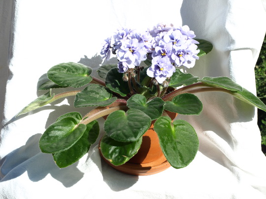 african violet