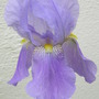 Flowers_002