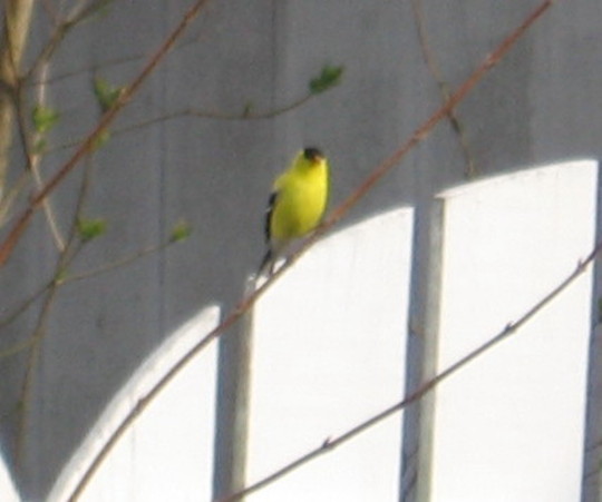 yellow finch