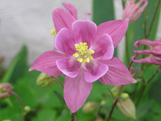 Columbine