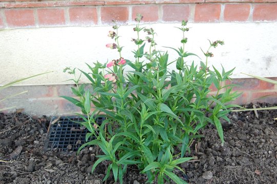 Penstemon Sea Coral (Penstemon)