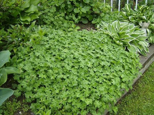 Geranium 