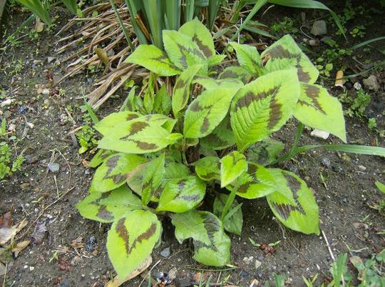 Unknown Plant