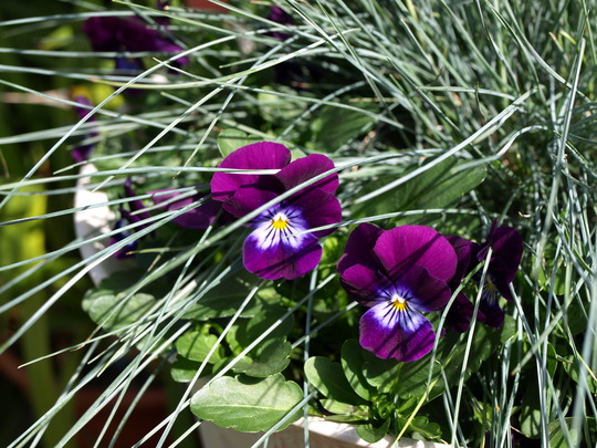 Pansies with blue grass