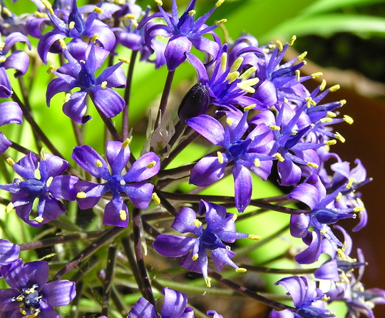 Caribbean lily (Scilla peruviana)