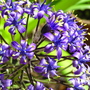 Scilla peruviana