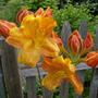 Azalea
