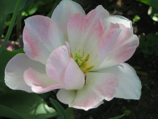 Tulipa 