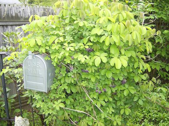 Acebia - Chocolate Vine
