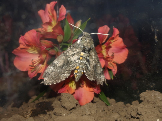Manduca Moth on Alstroemeria