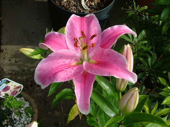 A garden flower photo