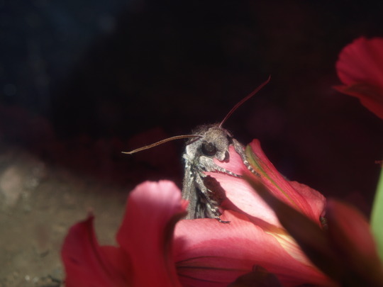 Manduca