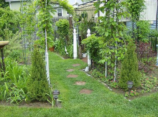 New Evergreens - On each side of the arch leading to the patio 