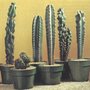 Torch-cactus-1