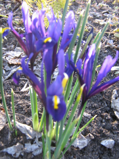 Dwarf Siberian Iris (Iris sibirica (Siberian iris))