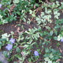 Periwinkle