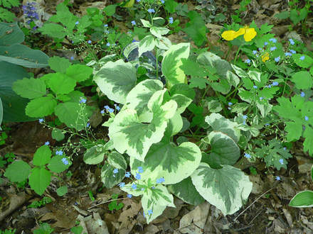 Brunnera macrophylla 