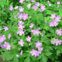 Geranium_wild_fullbloom_5-09-08_exc_sm