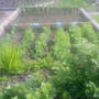 The_patch_446