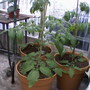 Photo-0031_stan_tomato_plants