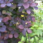 Photo-0028_stans_garden