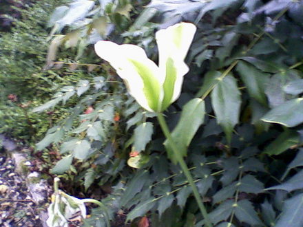 My friends garden