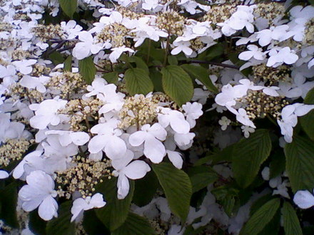 My friends garden