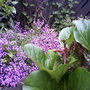 Photo-0009