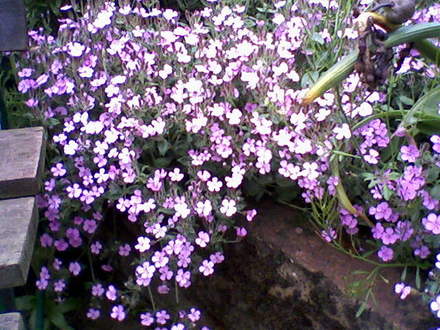 My friends garden
