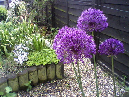 My friends garden
