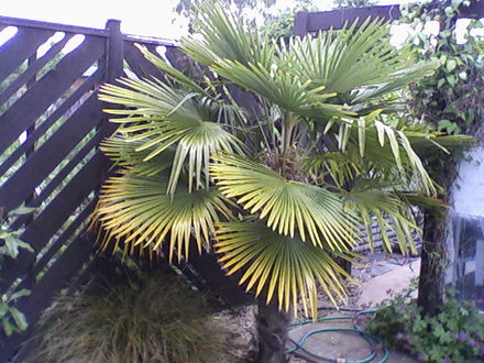 My friends garden
