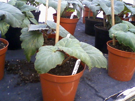 My friends garden / greenhouse