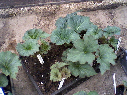 My friends garden / greenhouse
