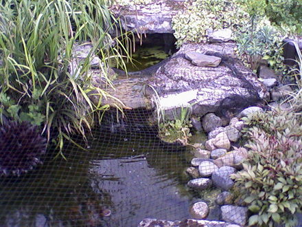 My friends garden