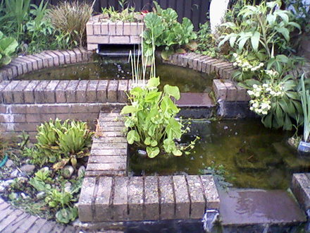 My friends garden
