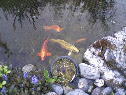 My friends garden