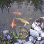 Photo-0001_stan__fish