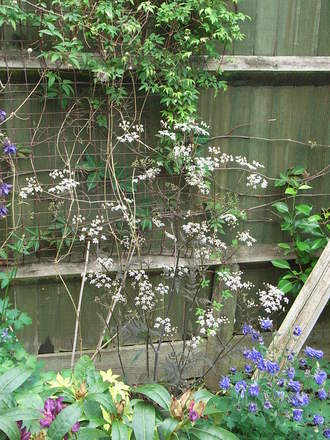 Anthriscus sylvestris 'Ravenswing' (Anthriscus sylvestris 'Ravenswing')
