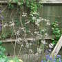 Anthriscus sylvestris 'Ravenswing' (Anthriscus sylvestris 'Ravenswing')