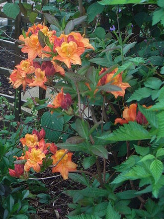 Azalea 'Glowing Embers' (Azalea 'Glowing Embers')
