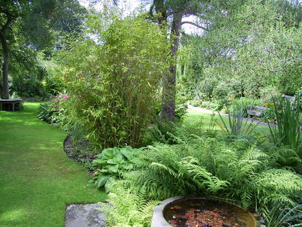 A garden flower photo