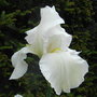 Bearded_iris_4