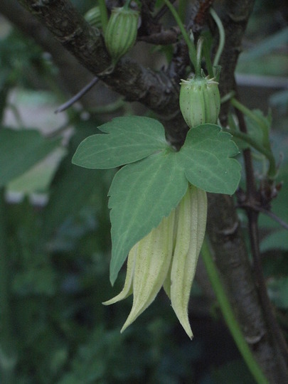 Clematis chiisanensis (Clematis chiisanensis)
