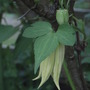 Clematis_chiisanensis