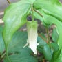 Disporum_smithii
